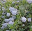The blue flowers of Ceanothus thyrsiflorus repens a wonderful on a north slope or on the edges of a shady glen. - grid24_24