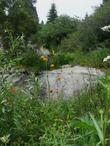 Lilium kelleyanum,  Kelly's Lilly