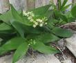 Smilacina stellata False Solomons Seal