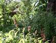 Topanga Hummingbird Sage mixed with some Diplacus Topanga - grid24_24