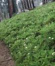 Chamaebatia foliolosa,  Mountain Misery up in the Sierras - grid24_24