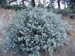 We took this photo of Ceanothus greggii vestitus at dusk.