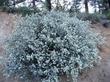 We took this photo of Ceanothus greggii vestitus at dusk. - grid24_24