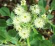 Eriogonum ursinum Mat buckwheat's - grid24_24