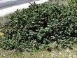 An old picture of Arctostaphylos canescens.