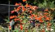 A hummingbird working California Fuchsia , Zauschneria cana. - grid24_24