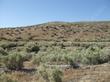 Atriplex polycarpa - cattle saltbush, allscale saltbush, Allscale, cattle spinach in McKitrick