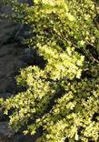 Purshia glandulosa, Desert bitterbrush has masses of cream colored flowers.