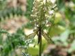 Astragalus nuttallii, Nuttall's Milkvetch with Crane fly - grid24_24
