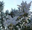 Owlswood Blue Ceanothus - grid24_24