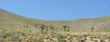 Lepidium fremontii Desert Alyssum is scattered among other low shrubs with Joshua Trees, Yucca brevifolia, in the background of this Mojave Desert draw..  - grid24_24