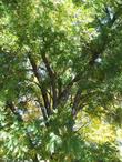 Here is a nice specimen  of Juglans hindsii, Northern California Walnut in the Santa Margarita garden.  - grid24_24