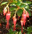 Ribes speciosum Fuchsia-Flowering Gooseberry. 