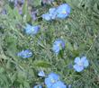 In this photo you can see more of the form and flowers of Linum lewisii, Blue Flax, taken at the Santa Margarita nursery garden. 