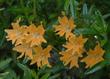 Diplacus grandiflorus, Slender Monkey Flower or Azalea Monkey Flower. 