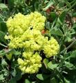 Eriogonum umbellatum var. chlorothamnus , Sulphur-flower buckwheat