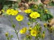 Potentilla gracilis , Cinquefoil is a little perennial with these yellow flowers.