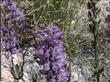 An old picture of Lupinus latifolius