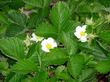 Fragaria californica Wood Strawberry has white flowers