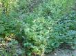 Symphoricarpos mollis, Southern California Snowberry as groundcover - grid24_24