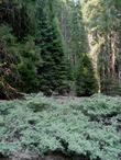 Ceanothus cordulatus, Whitethorn Ceanothus with Insence cedar