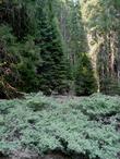 Ceanothus cordulatus, Whitethorn Ceanothus with Insence cedar - grid24_24