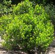A young Ramona form of Arctostaphylos glauca, Big Berry Manzanita.