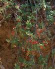 Rhus trilobata, Squaw Bush Sumac with berries hanging down bank.