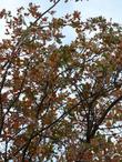 Quercus douglasii, Blue oak going deciduous.