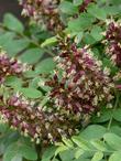 Amorpha californica, California False Indigo Bush flowers - grid24_24