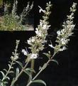 Compact White Sage
