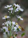 Aster chilensis, California Aster with Skipper