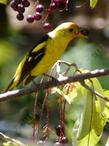 A Bullock's Oriole loves Prunus virginiana melanocarpa, Black chokecherry