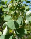 Populus tremuloides Quaking Aspen - grid24_24