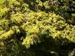 Cupressus macrocarpa, or Monterey cypress in flower