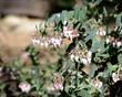 Arctostaphylos parajaroensis Brother James was originally called Brother Bill because of a misunderstanding.