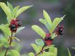 Lonicera involucrata var. ledebourii, Twinberry Honeysuckle, possesses  twin berries at the end of each flower stalk, hence its name. 