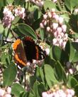Arctostaphylos manzanita_x_densiflora Austin Griffiths Manzanita with a Red Admiral butterfly