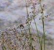 Here is Juncus dubius, alongside a seasonal creek, near Santa Margarita, California.  - grid24_24