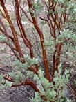 The bark of Arctostaphylos pungens, Mexican Manzanita - grid24_24