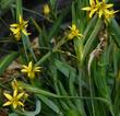 Sisyrinchium elmerii is a very small yellow eyed grass. Little yellow eye.