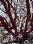 A trunk of Arctostaphylos obispoensis San Luis Obispo Manzanita - grid24_24