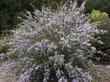 The Sierra form of Ceanothus cunetaus, Buckbrush