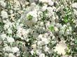 The white form of Buckbrush, Ceanothus cuneatus - grid24_24