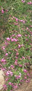 Here is a photo of Pickeringia montana, Chaparral Pea,  flowering in our Santa Margarita garden.  - grid24_24