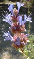 Salvia Celestial Blue flower spike.