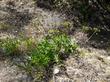 Tauschia arguta Southern Umbrellawort
