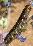 White-lined sphinx moth caterpillar - Hyles lineata, on Lupinus excubitus - grid24_24