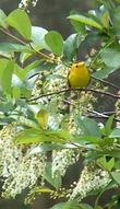 Wilson's Warbler on Prunus virginiana melanocarpa, Black chokecherry