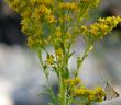 Solidago guiradonis,  GUIRADO'S GOLDENROD with skipper